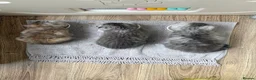 Scottish Fold cats for sale: Beautiful Scottish Fold/Straight Kittens  - Advert 13