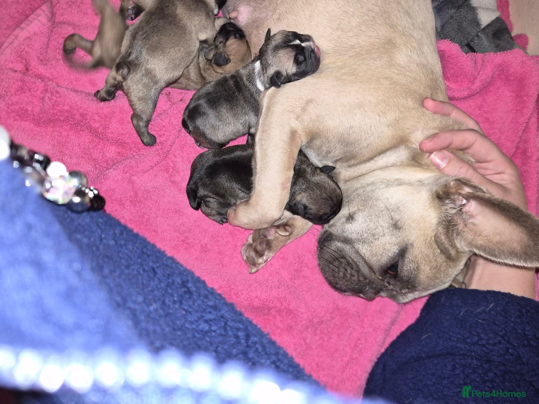 Mixed Breed dogs for sale:  Female Hybrid Bulldog Pups - Image 1