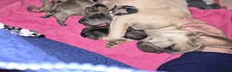 Mixed Breed dogs for sale:  Female Hybrid Bulldog Pups - Advert 1