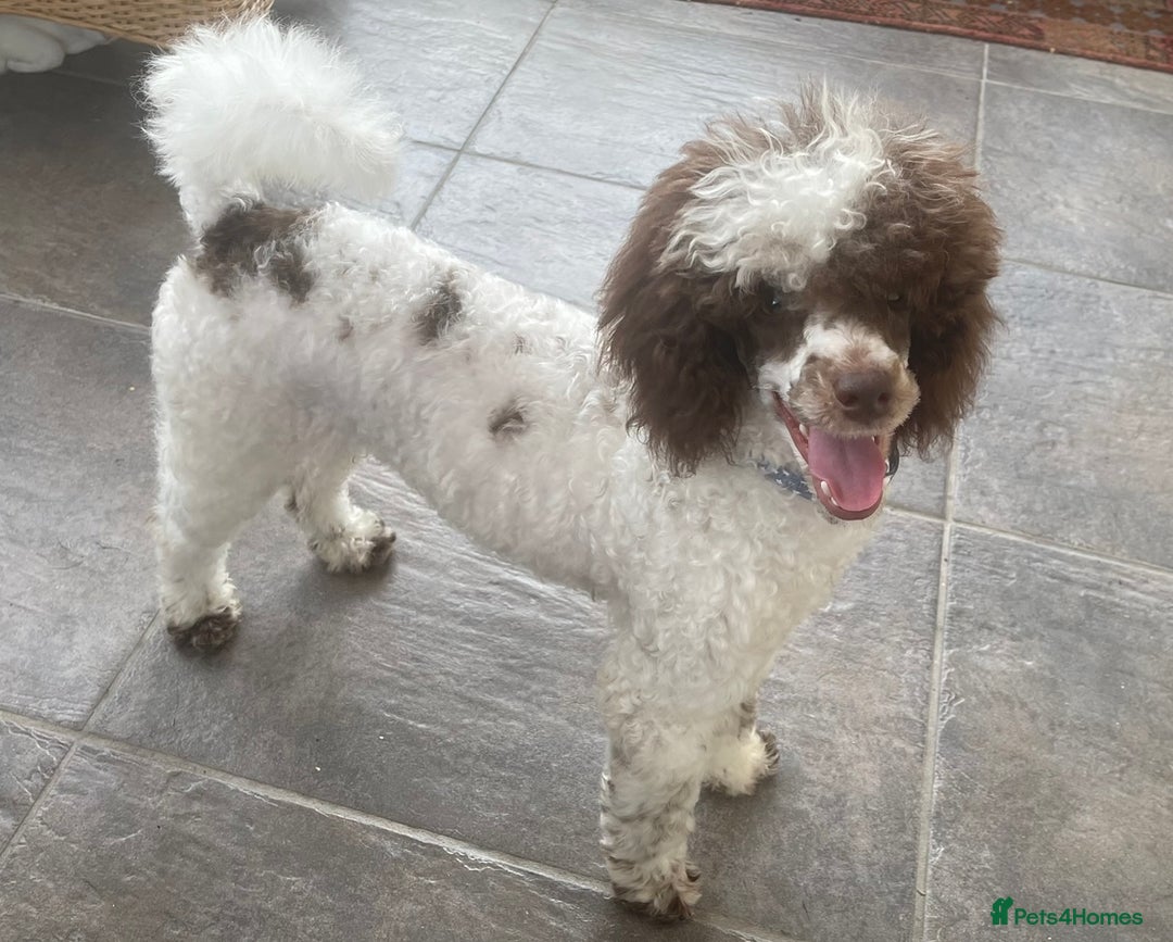 Miniature Poodle dogs for stud: KC registered Health tested Miniature Poodle in Alston - Image 2