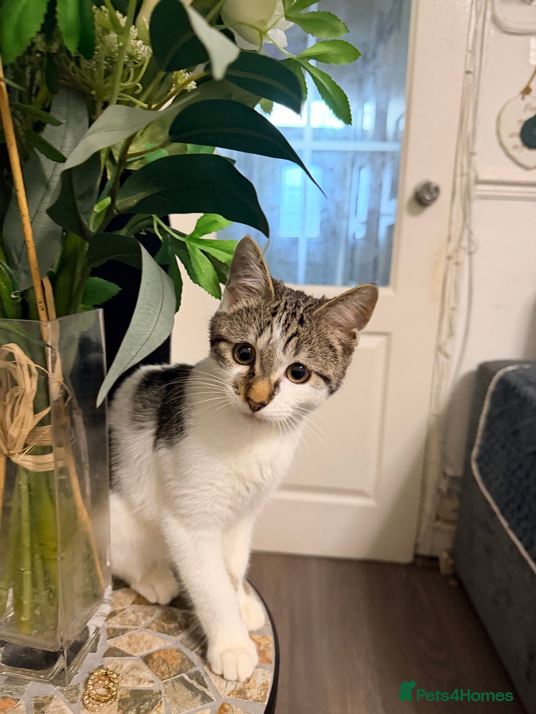 Domestic Shorthair cats for sale: Looking for a new home for Milo  - Advert 1