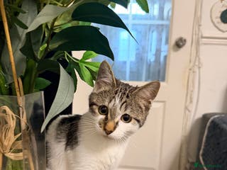 Domestic Shorthair cats Looking for a new home for Milo - Advert 3