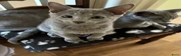 Russian Blue cats for sale: TICA 5* Pedigree Russian blue kittens - Advert 12