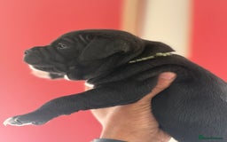 Staffordshire Bull Terrier dogs for sale: Outstanding KC blue gene carriers - Image 23