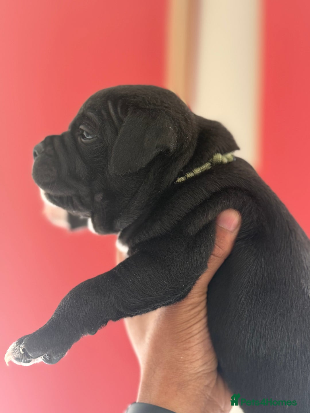 Staffordshire Bull Terrier dogs for sale: Outstanding KC blue gene carriers - Image 23