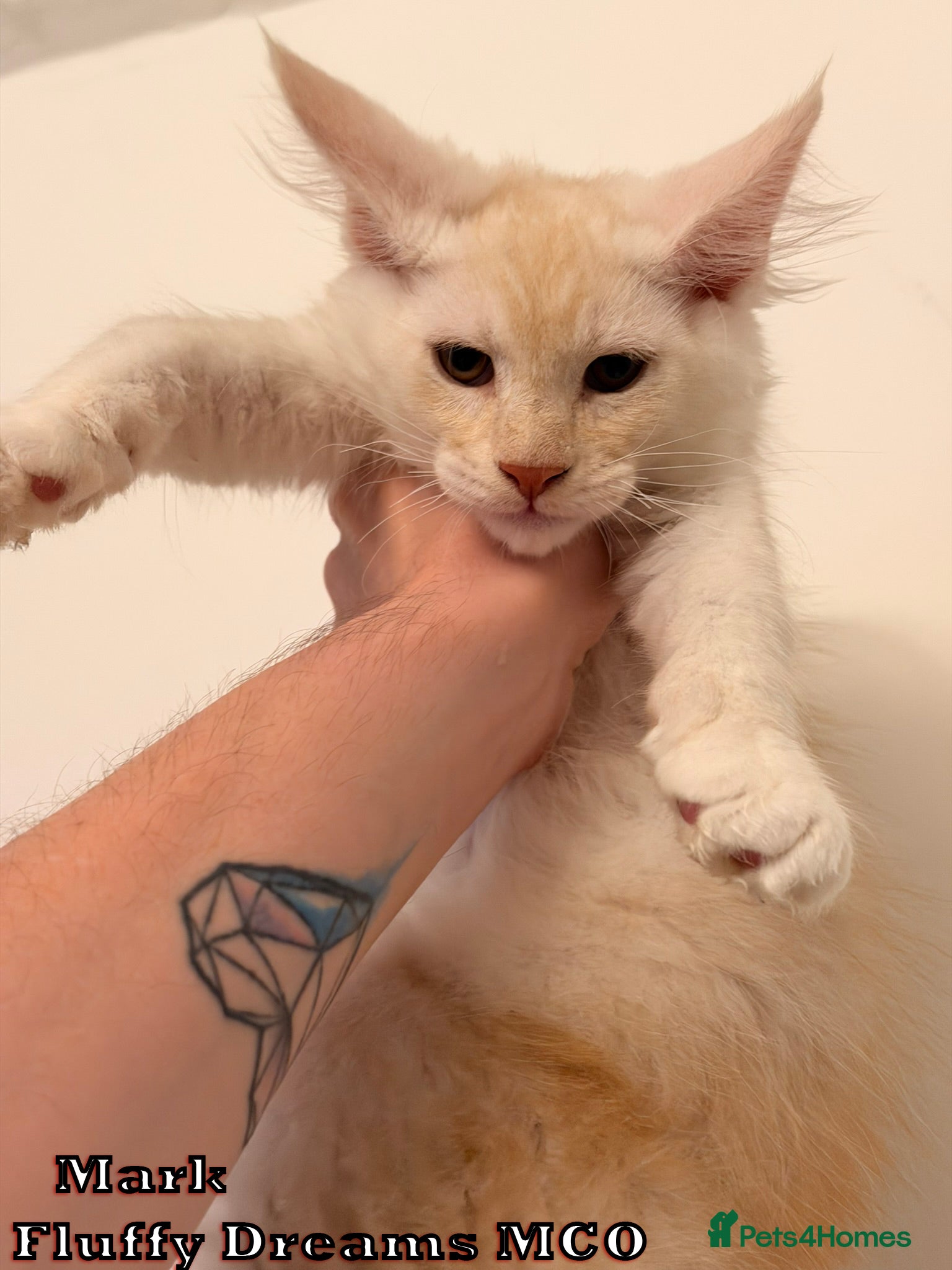 Maine Coon cats 4 Girls 1 Boy Active / Non Active N/N Tested TICA - Advert 2