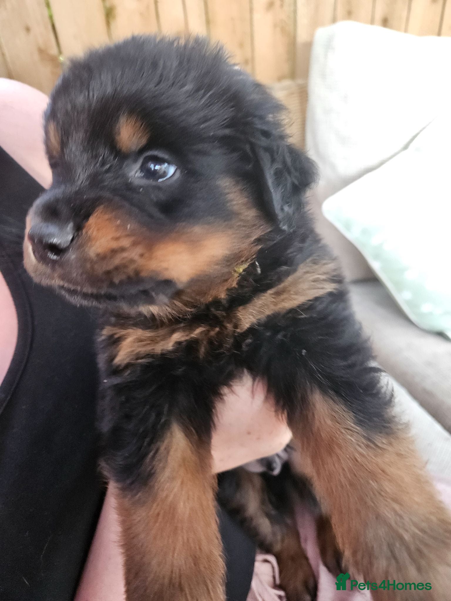 Rottweiler dogs Last male rottweiler pup need forever homes - Advert 1