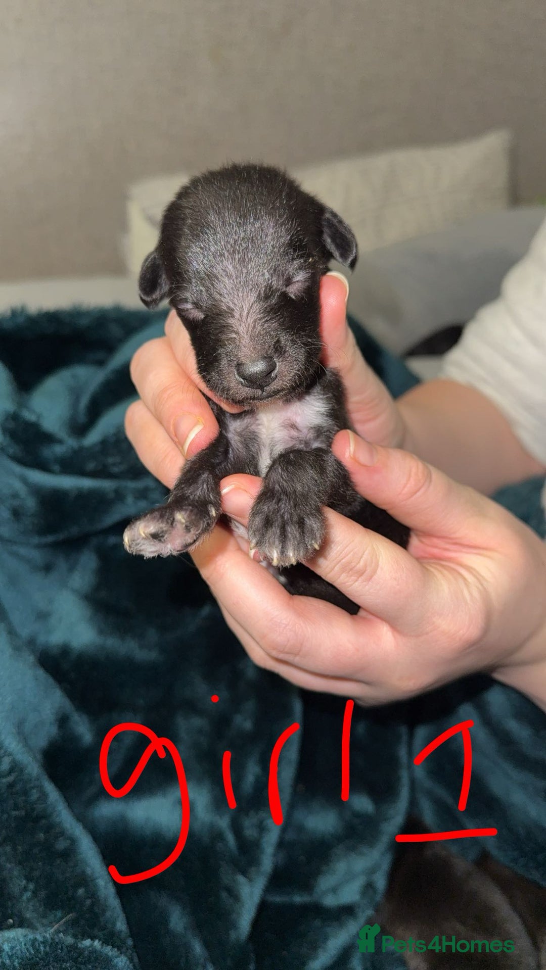Lurcher dogs for sale: Bedding x whippet pups  - Advert 1