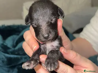 Lurcher dogs Bedlington x Whippet Pups - Advert 2