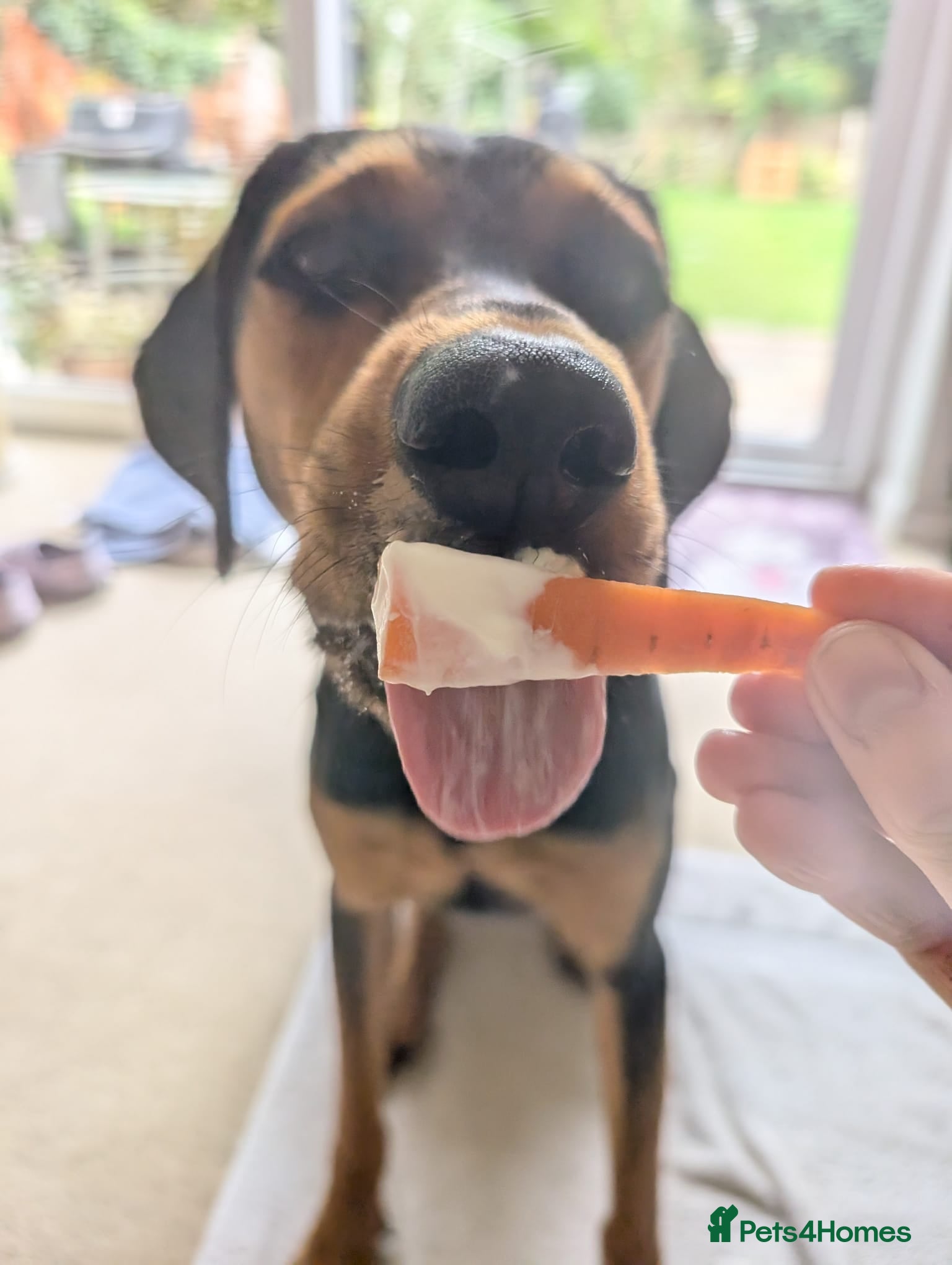 Mixed Breed dogs  Meet Aldo – The Sweetest Cuddle Bug! - Advert 9