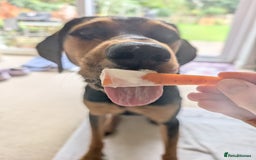 Mixed Breed dogs for adoption:  Meet Aldo – The Sweetest Cuddle Bug in London! - Image 1