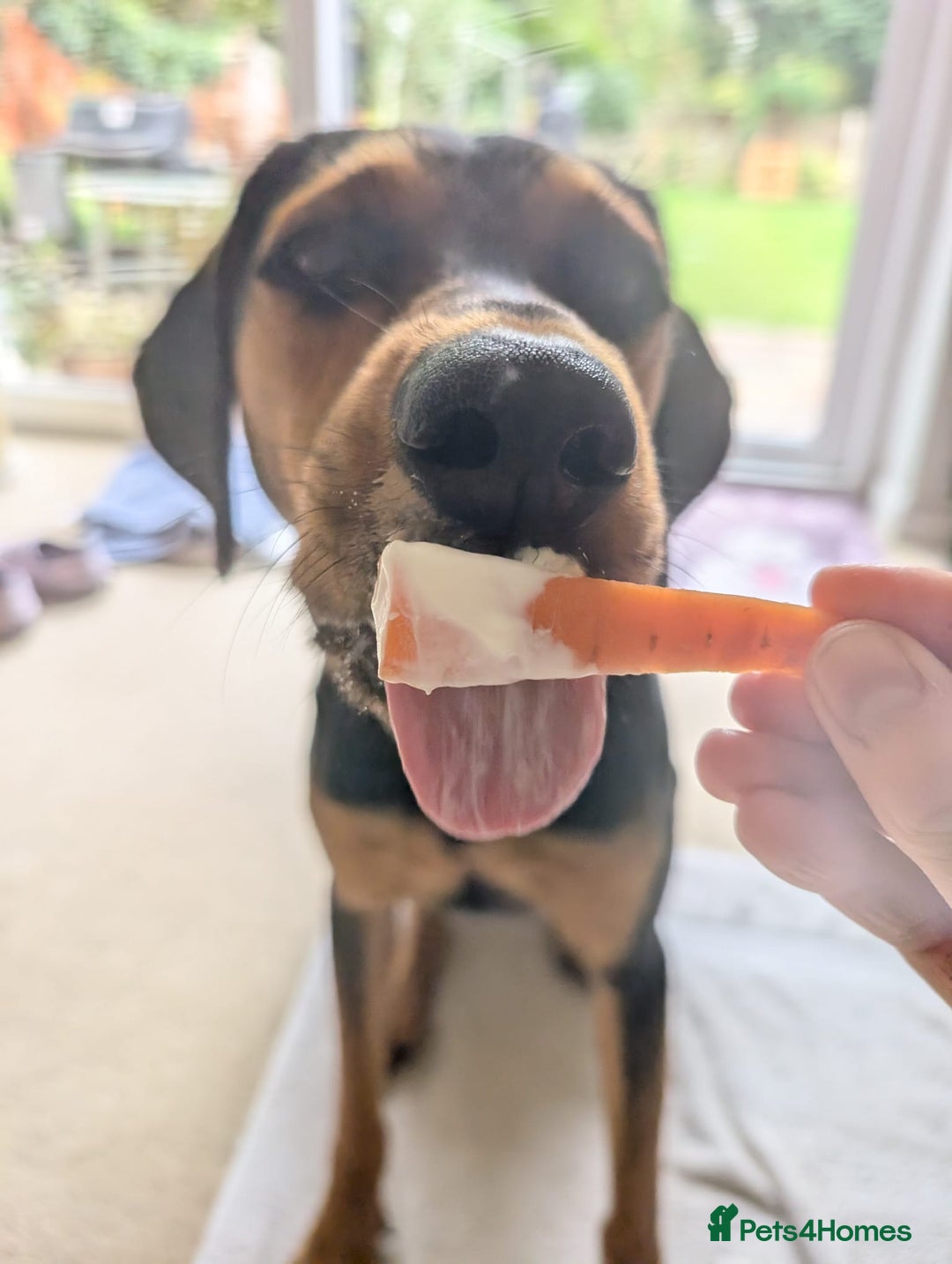 Mixed Breed dogs for adoption:  Meet Aldo – The Sweetest Cuddle Bug in London! - Image 1