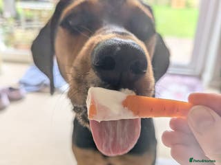 Mixed Breed dogs Meet Aldo – The Sweetest Cuddle Bug! - Advert 12