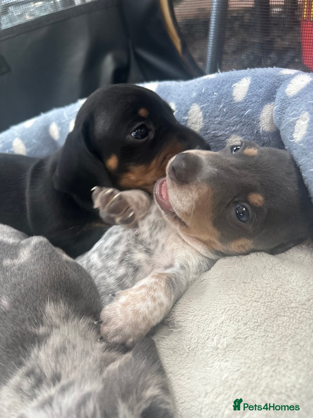 Miniature Dachshund dogs for sale: Stunning rare Miniature Dachshunds - Image 10