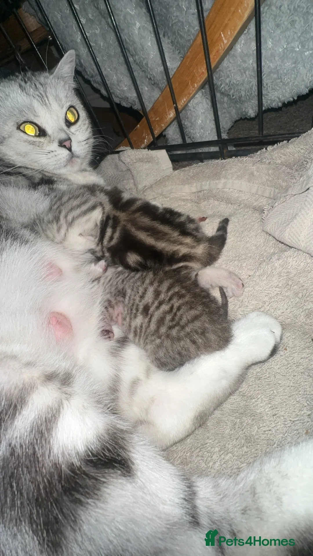 British Shorthair cats for sale: 2 British short hairs  - Advert 2