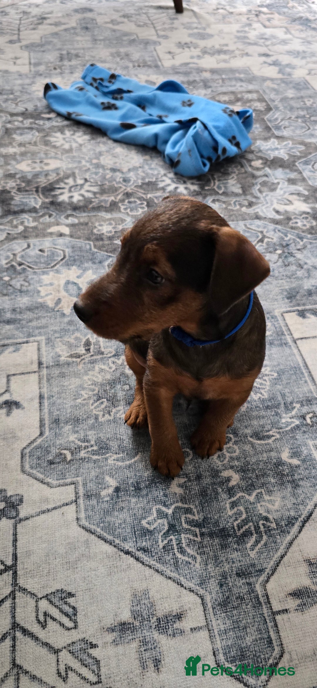 Lakeland Terrier dogs for sale: Lakeland terrier called Chop - Image 6