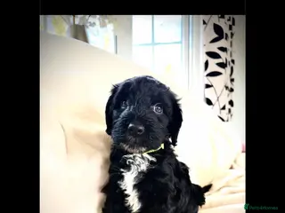 Cockapoo dogs cockapoos ready march - Advert 4