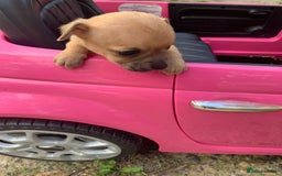 Mixed Breed dogs for sale: Stunning chihuahua x puppys - Image 10