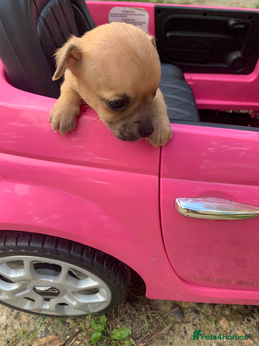 Mixed Breed dogs for sale: Stunning chihuahua x puppys - Image 10