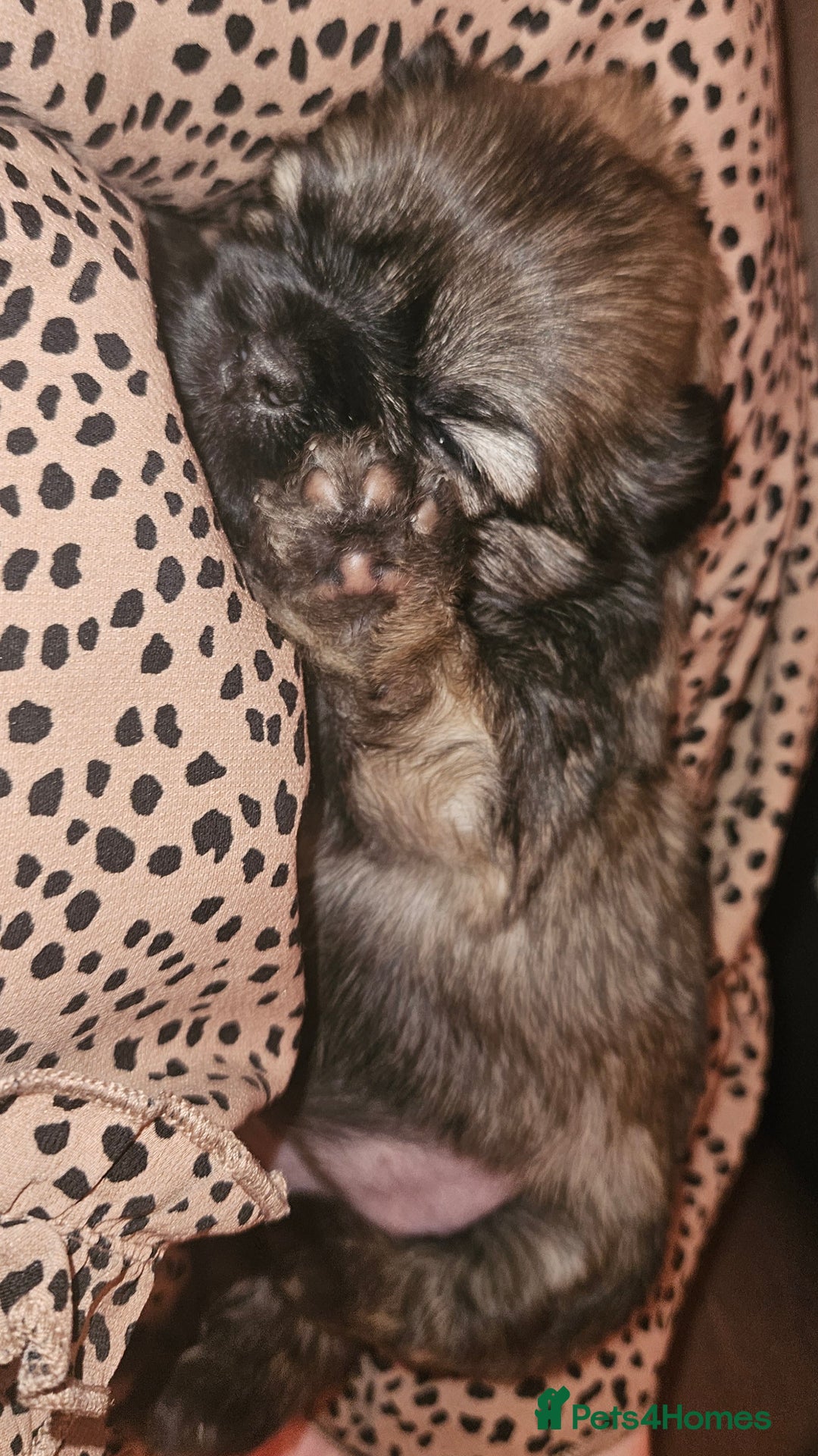 Shih Tzu dogs for sale: Imperial Shih Tzu Puppies - Advert 5