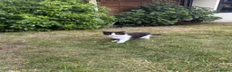 British Longhair cats for sale: Last adorable kitten ready to go - Advert 6