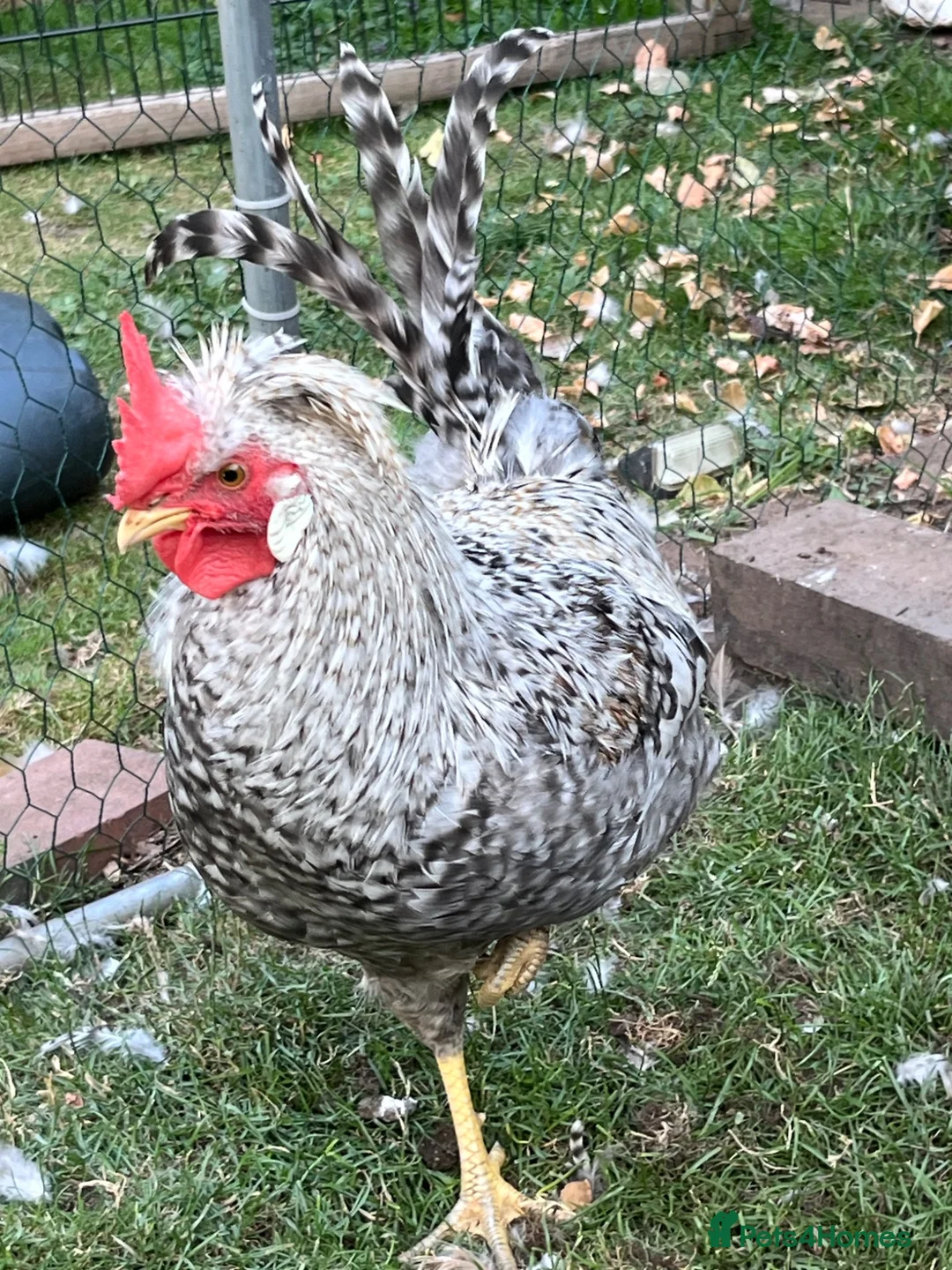 Chickens poultry for sale: Cream legbar cockerel  in Loughborough - Advert 1