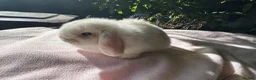 Mini Lop rabbits for sale: Beautiful mini lops for sale  - Advert 4