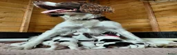 English Springer Spaniel dogs for sale: English springer spaniel pups in Sleaford - Advert 5