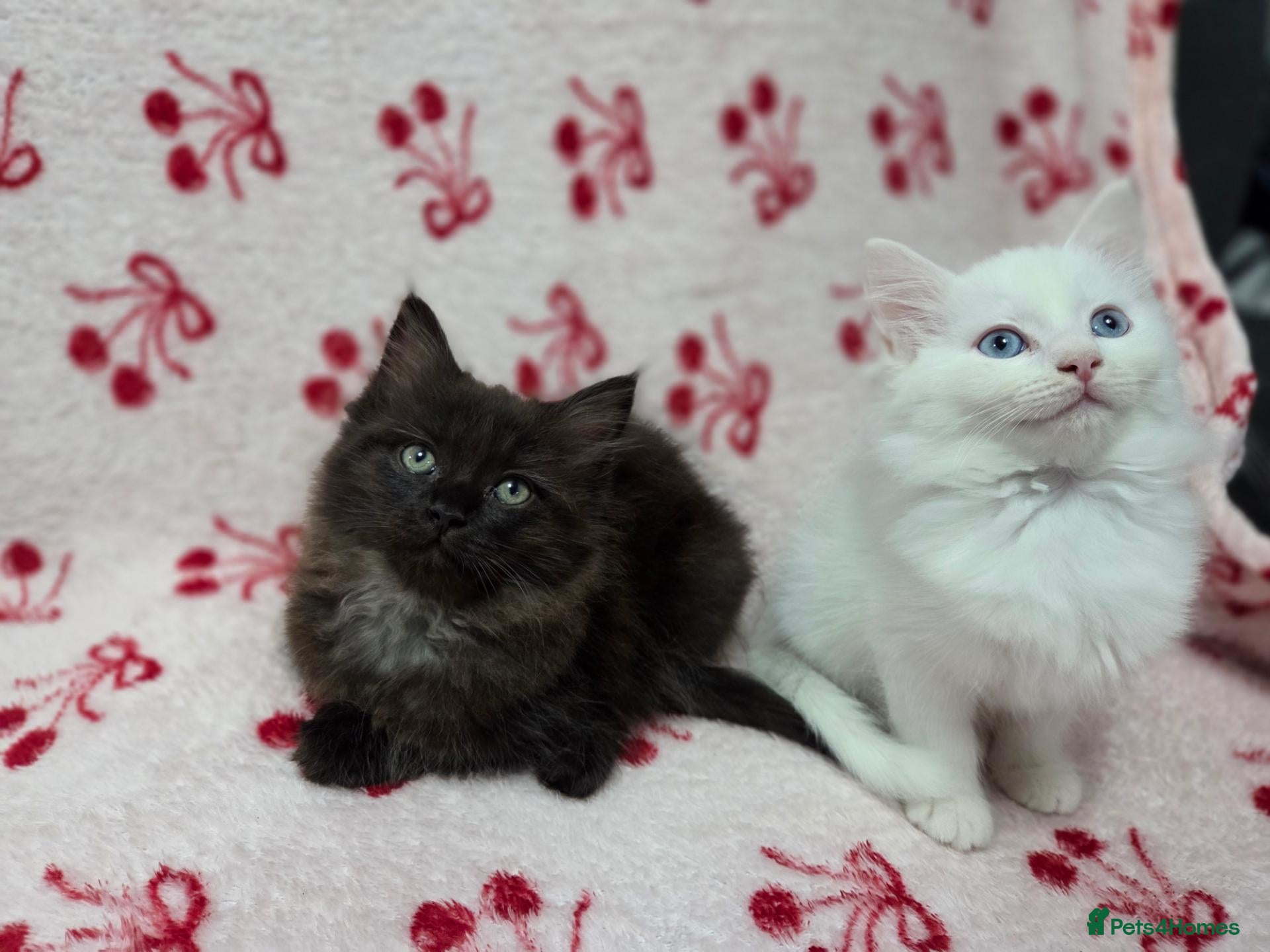 Mixed Breed cats Maine Coon x Ragdoll Kittens - Advert 22