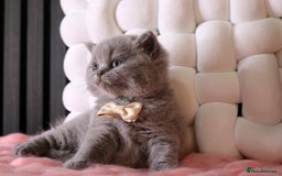British Shorthair cats for sale: 💎 British Shorthair - GCCF 💎 - Image 9