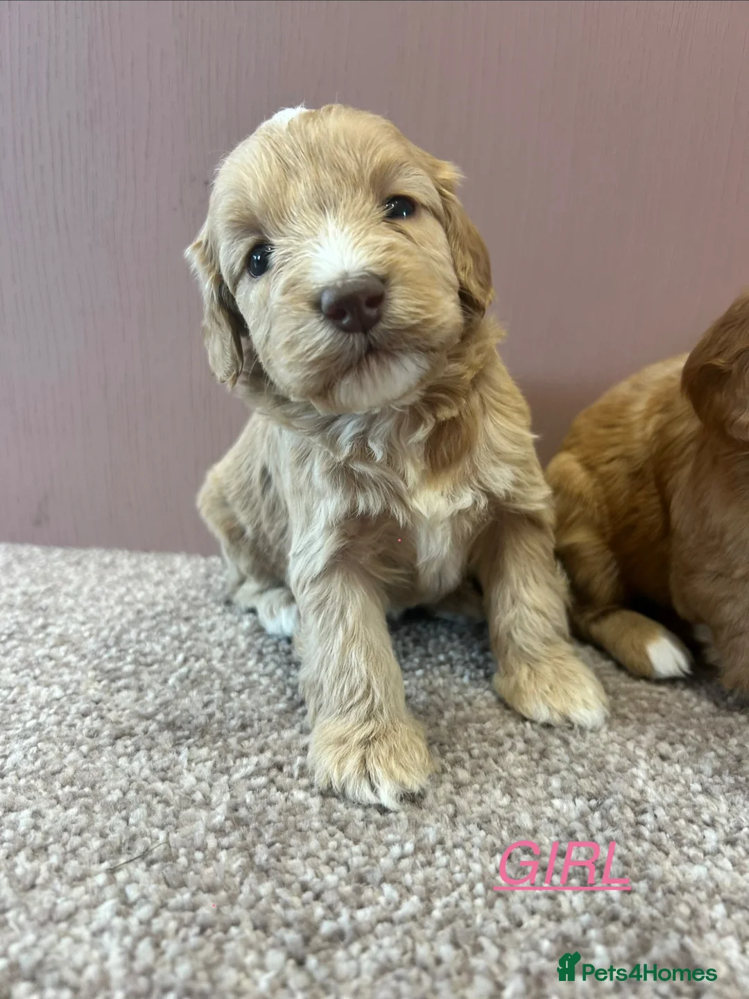 Cockapoo dogs for sale: F1 cockapoo puppies  - Advert 2
