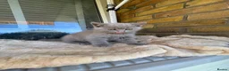 British Shorthair cats for sale: British Shorthair & longhair Chinchilla available  - Advert 23