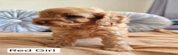 Cavapoo dogs for sale: Outstanding Cavapoo Puppies  - Advert 23