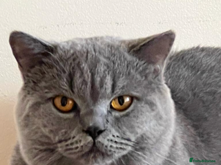 British Shorthair cats in Belvedere - Advert 32