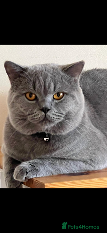British Shorthair cats in Belvedere - Advert 12