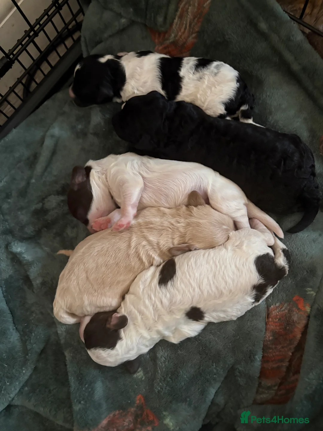 Cockapoo dogs for sale: Gorgeous litter of F1b cockapoos  in Bude - Advert 1