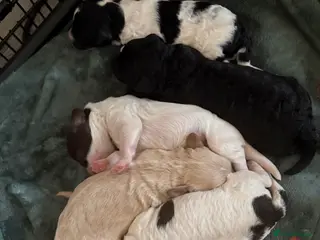 Cockapoo dogs Gorgeous litter of F1b cockapoos - Advert 2