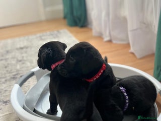 Labrador Retriever dogs Labrador puppies - Advert 19