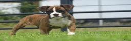 Boxer dogs for sale: Beautiful boxer puppy  - Advert 3