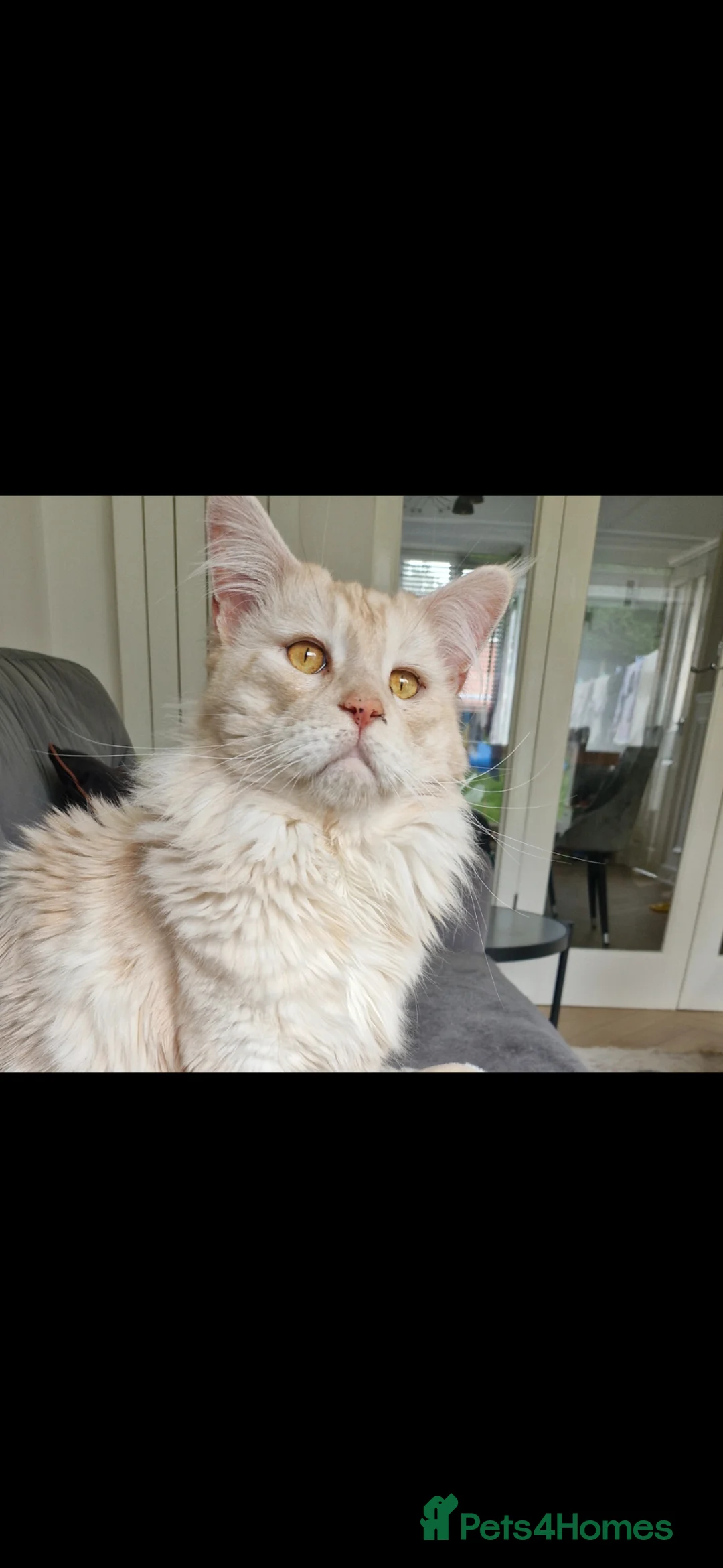 Maine Coon cats for sale: Maine coon male in Rotherham - Advert 1