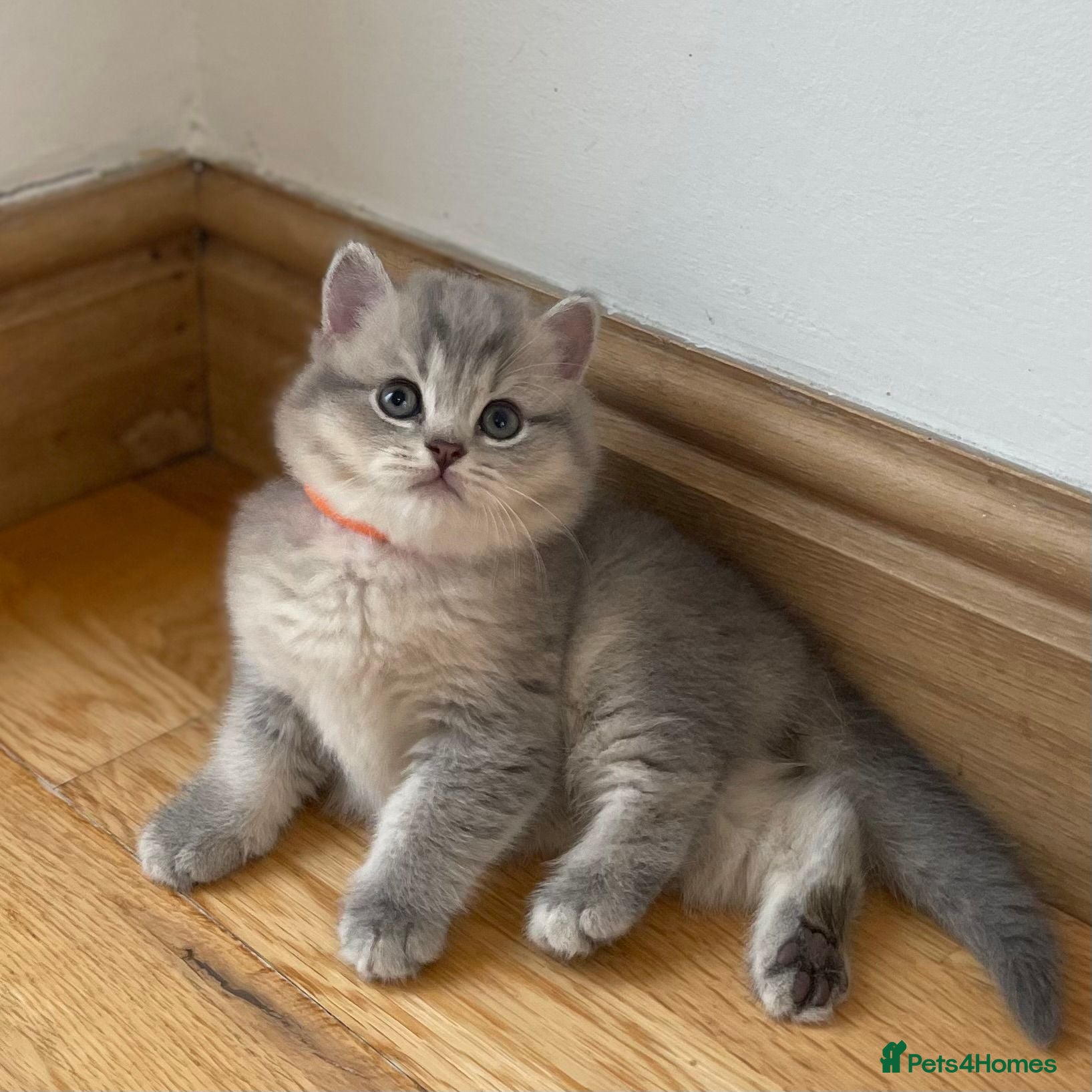 British Shorthair cats GCCF/TICA British Shorthair Champion line Kittens - Advert 1