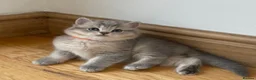 British Shorthair cats for sale: GCCF/TICA British Shorthair Champion line Kittens - Advert 11
