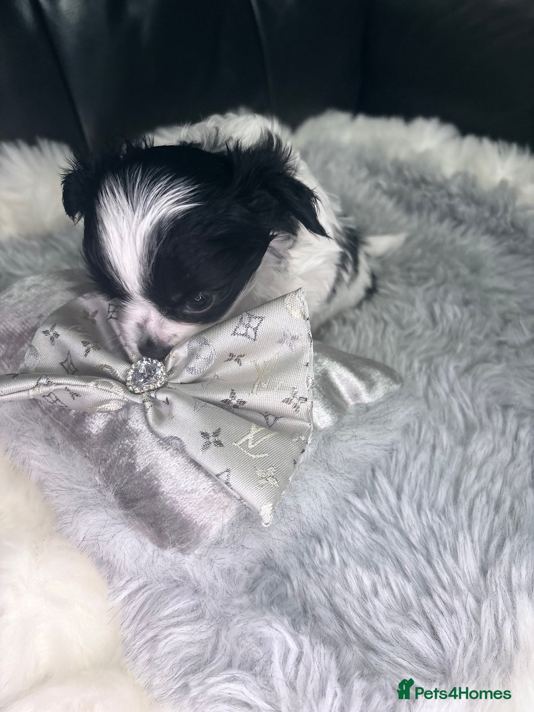 Chihuahua dogs for sale: Stunning tiny Chihuahua puppy’s male female  - Advert 20