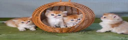 British Shorthair cats for sale: TICA registered golden pedigree kittens  - Advert 7