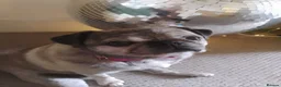 Pug dogs for adoption: Miss Lola needs a loving home in Waltham Abbey - Advert 6