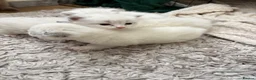 Ragdoll cats for sale: Beautiful ragdoll kittens for sale  - Advert 10