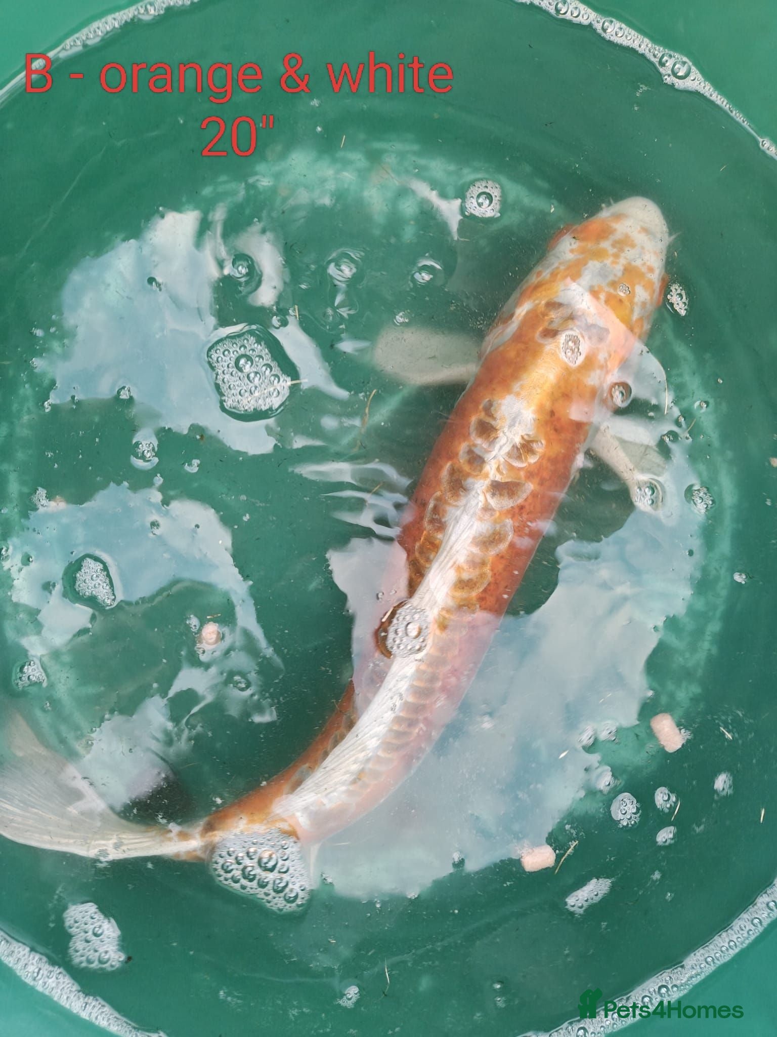 Koi Carp fish Koi carp and other pond fish  - Advert 2