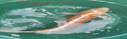 Koi Carp fish for sale: Koi carp and other pond fish  - Advert 1