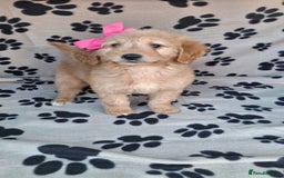 Goldendoodle dogs for sale: Gorgeous standard goldendoodle pups. - Image 16