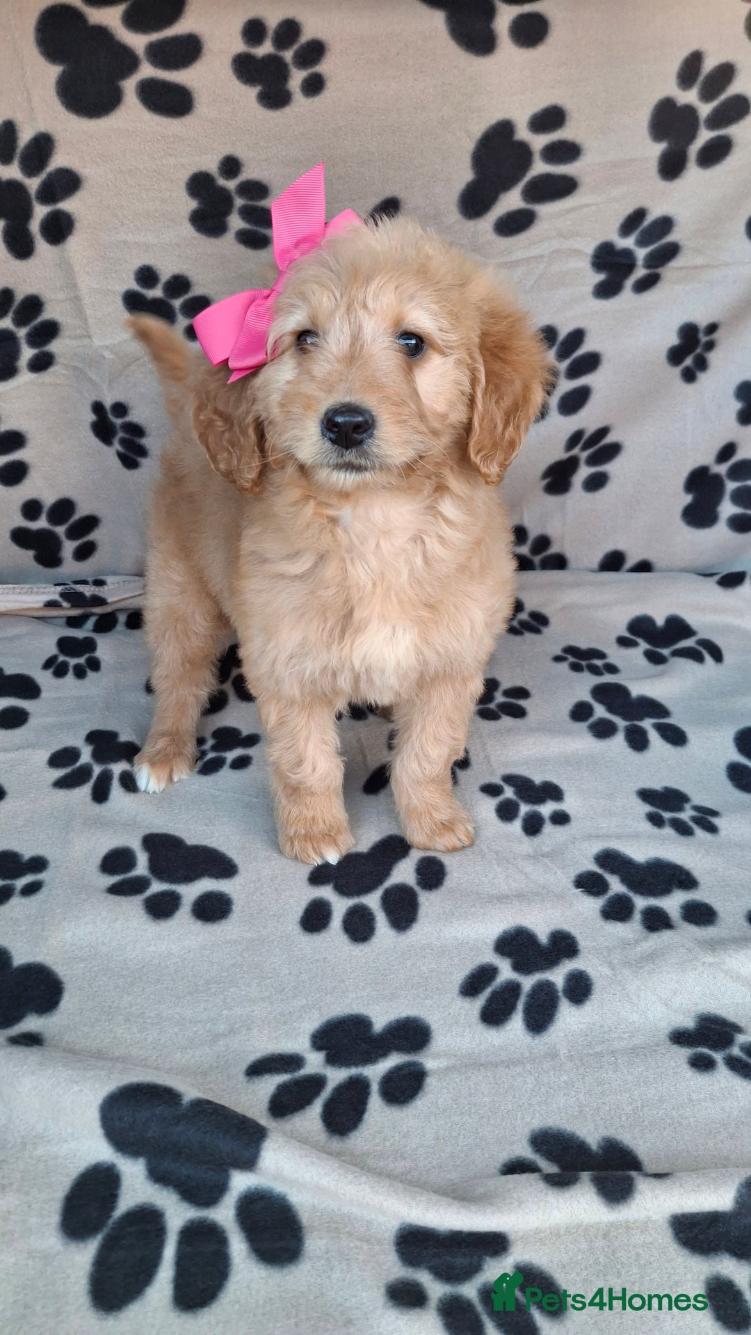 Goldendoodle dogs for sale: Gorgeous standard goldendoodle pups. - Image 16